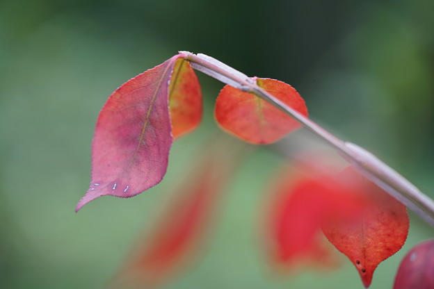 写真: ニシキギの葉