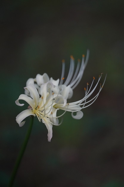 写真: 白い彼岸花