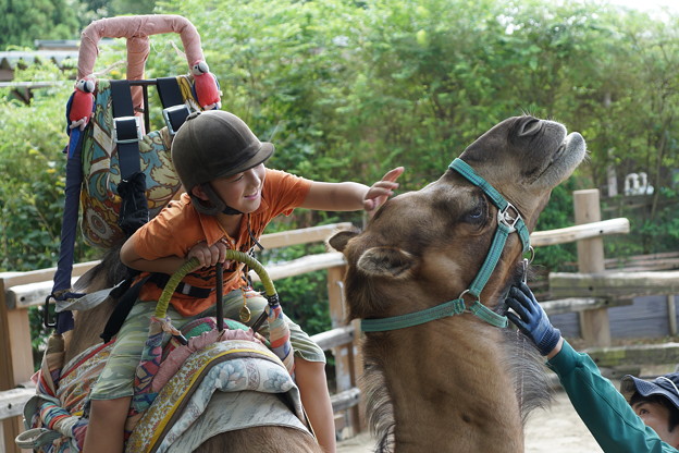 写真: ラクダに乗る少年