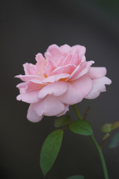 写真: ピンクの薔薇
