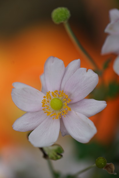 写真: 秋明菊