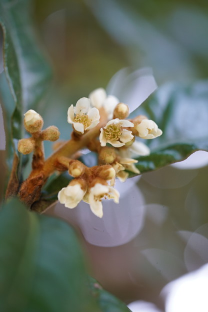 写真: 琵琶の花