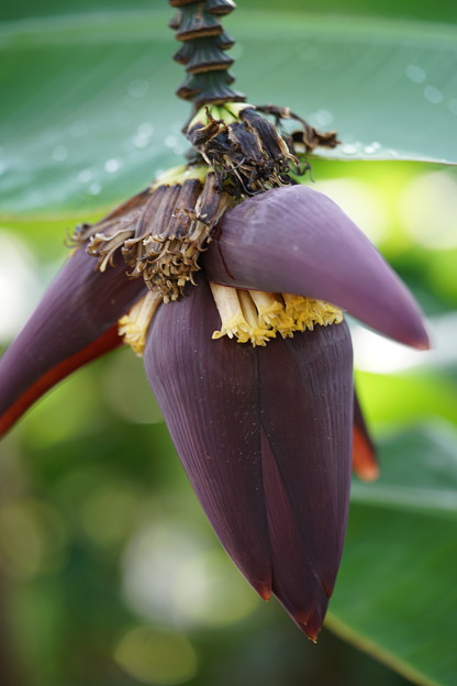 写真: バナナの花