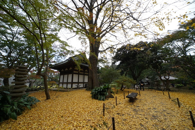 写真: 秋の三渓園内苑
