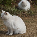 写真: 白猫