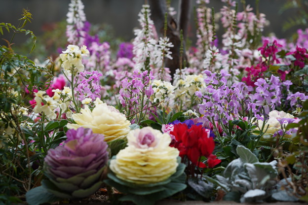 写真: 冬の花壇