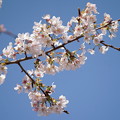 写真: 玉縄桜