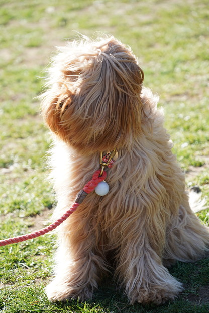 写真: 髪の長い犬