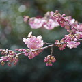 写真: 椿寒桜