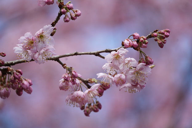 写真: 椿寒桜