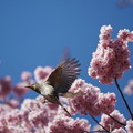 写真: 桜とヒヨドリ