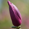紫木蓮の蕾