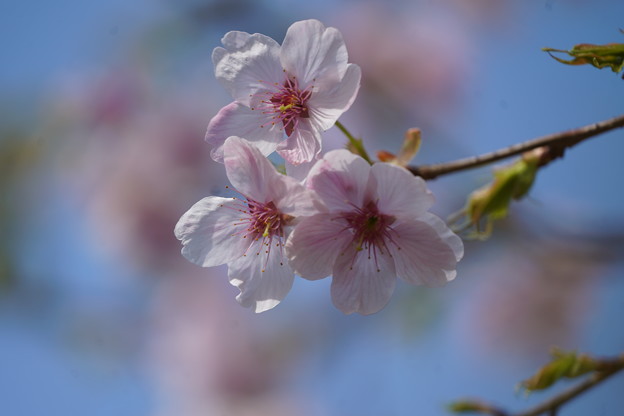 写真: 大漁桜