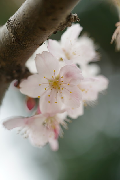 写真: 足柄桜