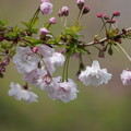 富士桜