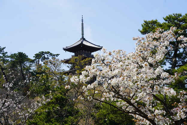 写真: 桜と三重塔