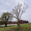 桜と赤レンガ倉庫