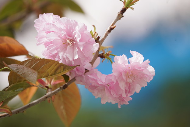 写真: 八重桜