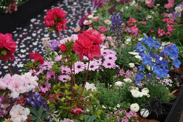 写真: 花壇の花々