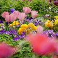 写真: 花壇の花々