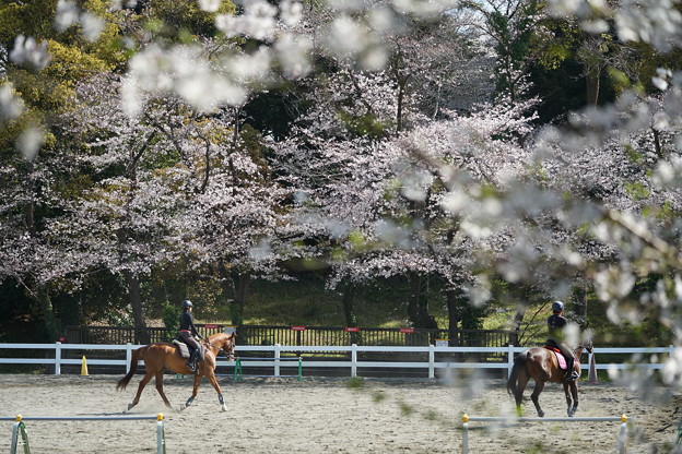 写真: 馬術練習場の桜