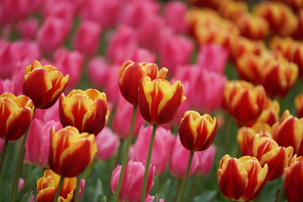 写真: チューリップの花々