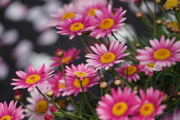 写真: デージーの花々