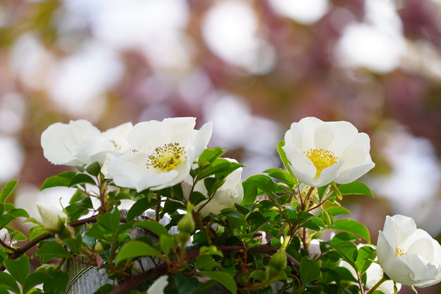 写真: 白い薔薇