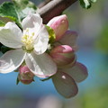 写真: ニュートンのリンゴの木