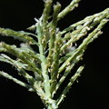 写真: 玉蜀黍の花