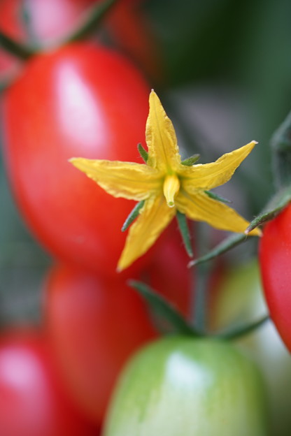 写真: トマトの花