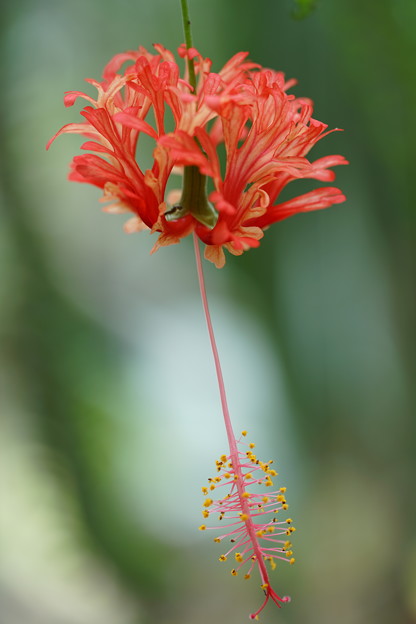 写真: 温室の花