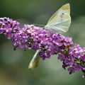 写真: 蝶とブッドレア