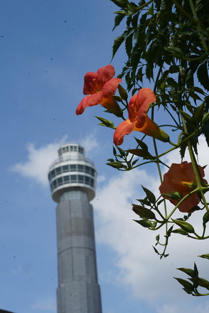 写真: 花とマリンタワー
