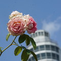 写真: 薔薇とマリンタワー