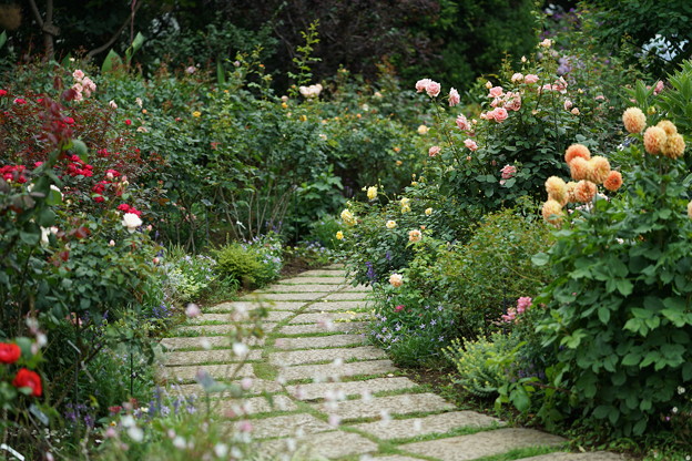 写真: イングリッシュローズの庭
