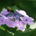 Photos: 紫陽花とクマバチ