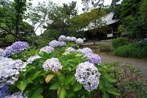 Photos: 紫陽花と旧東慶寺仏殿