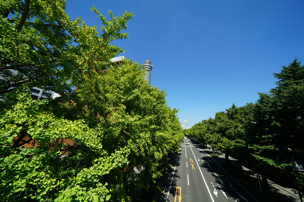 写真: 夏の銀杏並木