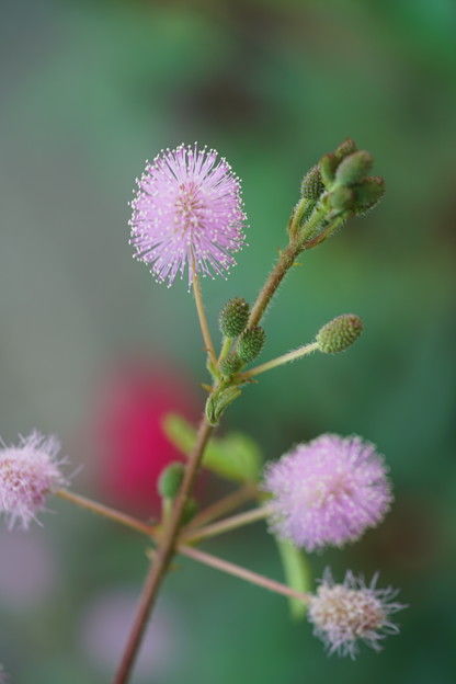 写真: オジギソウの花