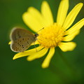 写真: 花と蝶