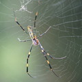 Photos: 蜘蛛（くも）