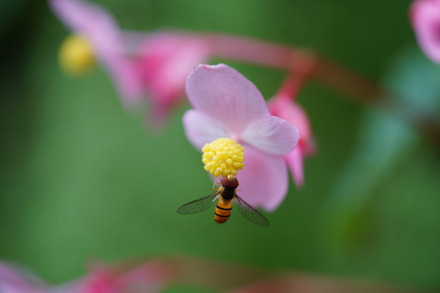 写真: 花と昆虫