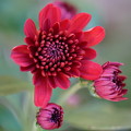 写真: 赤い菊