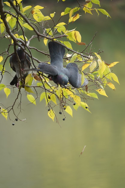 写真: ムクノキの実食べる鳩