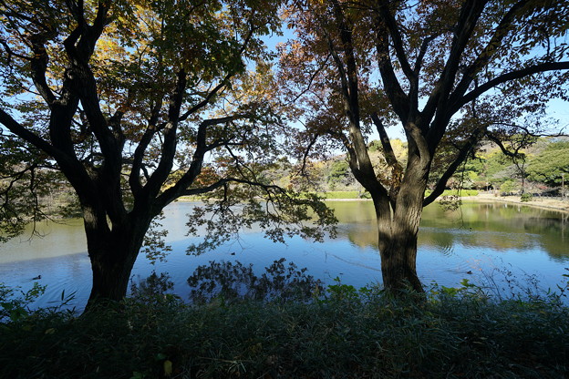 写真: 三ッ池公園