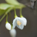 写真: エゴノキの花