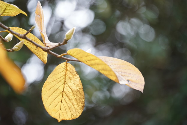 写真: 木蓮の葉と蕾