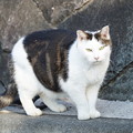 Photos: 野良猫