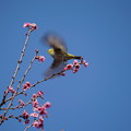 写真: 桜と目白